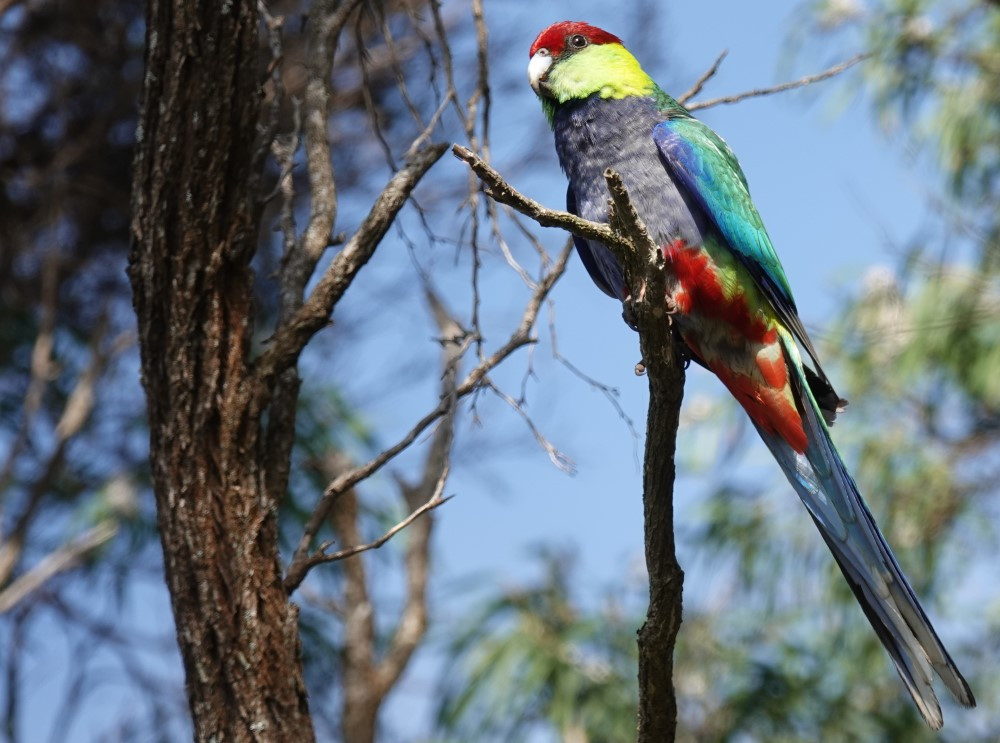 image Red-capped Parrot
